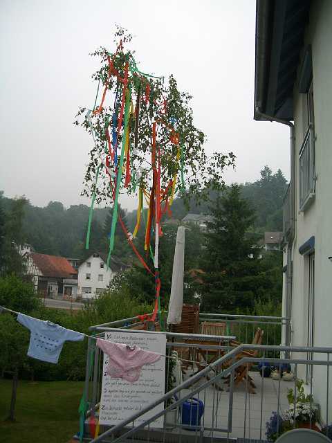 ff-baeumchen-stellen-nickel-2005_033.JPG